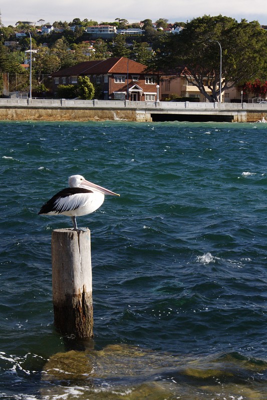 2009-11-06 22-06-01_2.jpg - Pelikan in "Rose Bay"